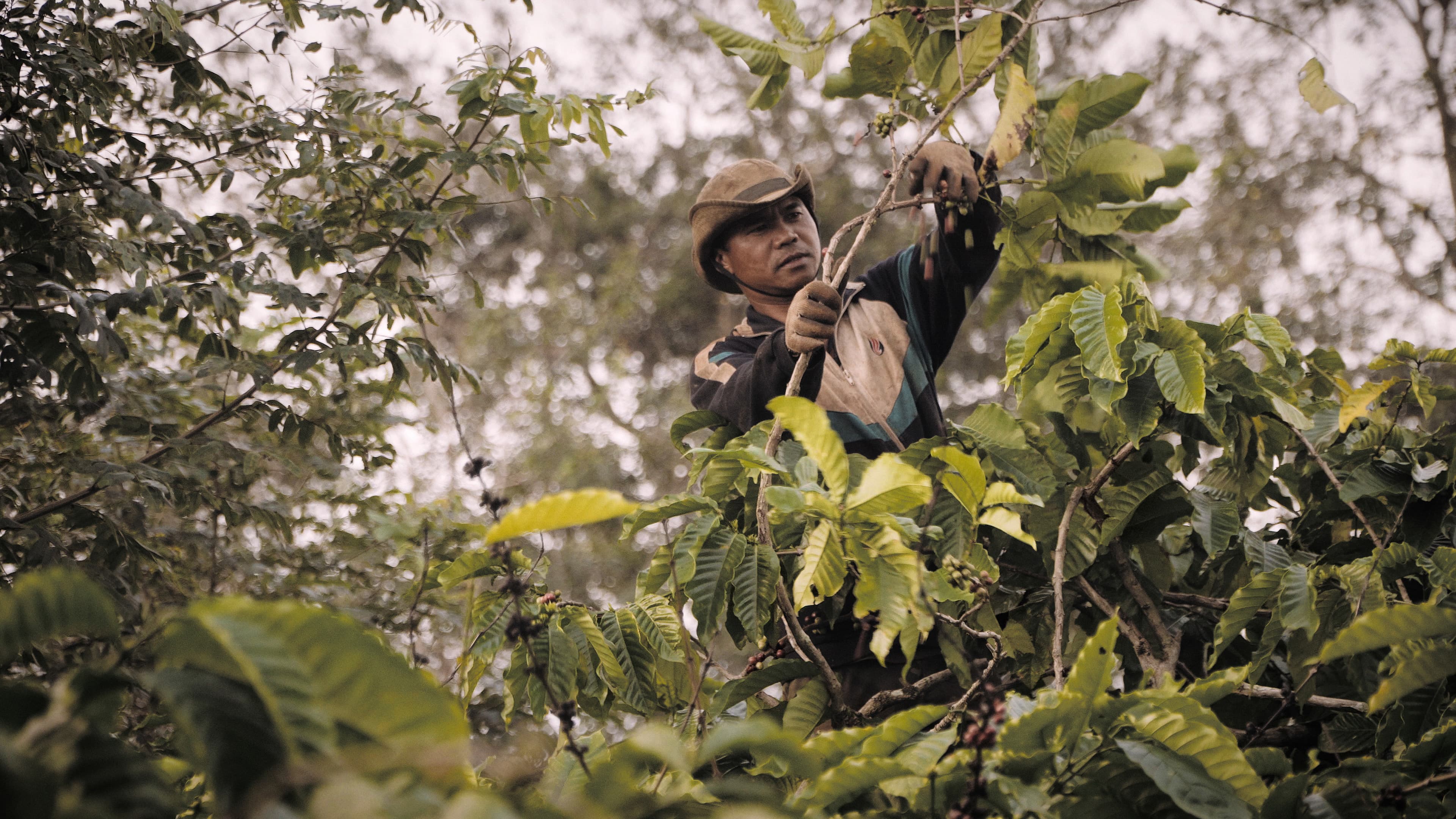 Kaffeetrocknung durch Pyrolyse in Vietnam Still