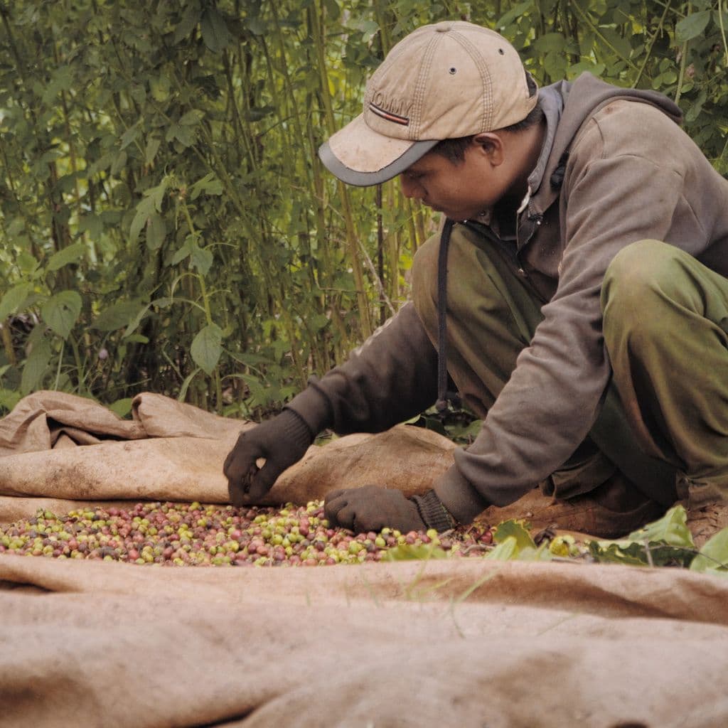 Kaffeetrocknung durch Pyrolyse in Vietnam Thumbnail