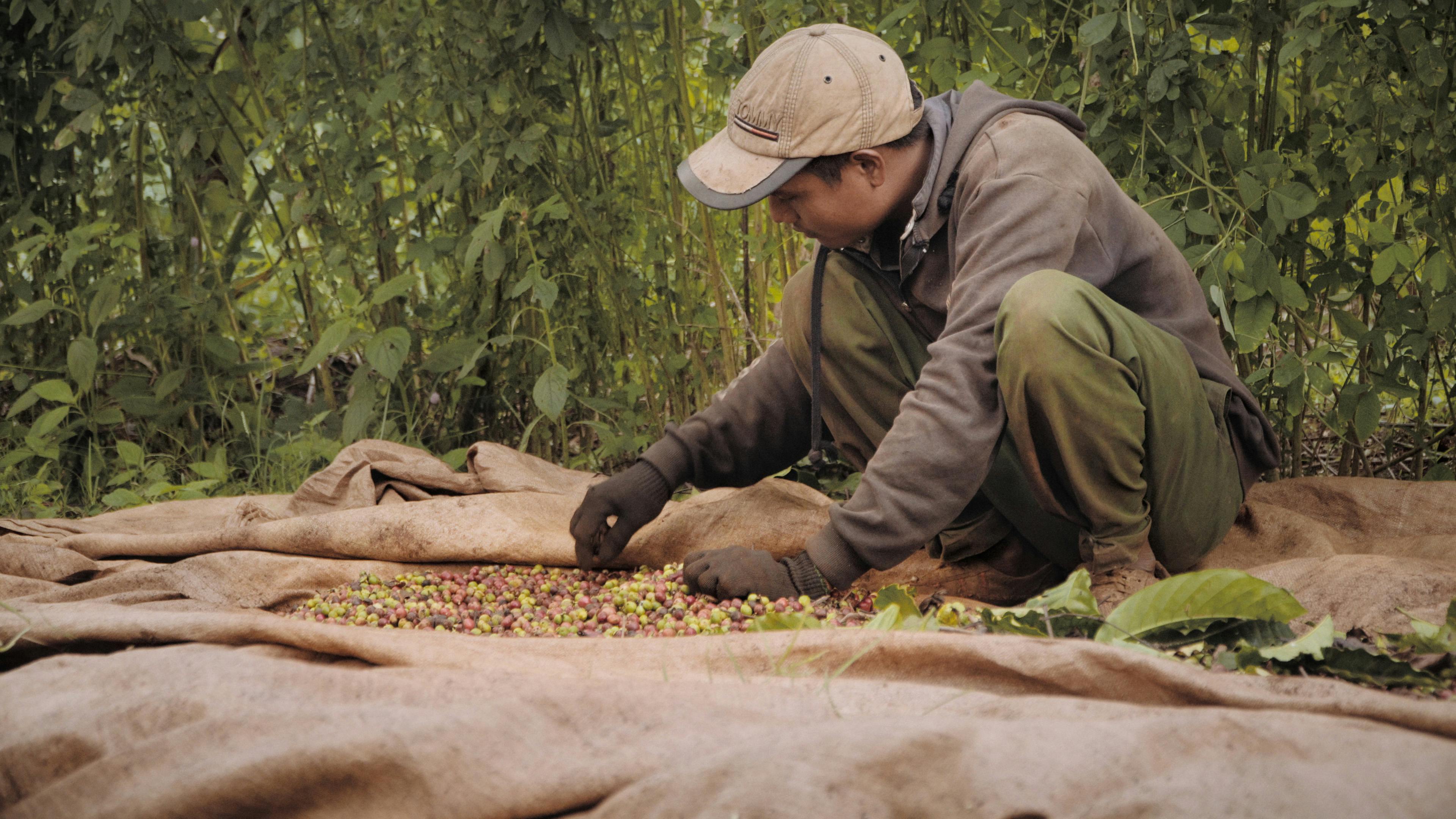 Pyrolysis Based Coffee Drying in Vietnam Still