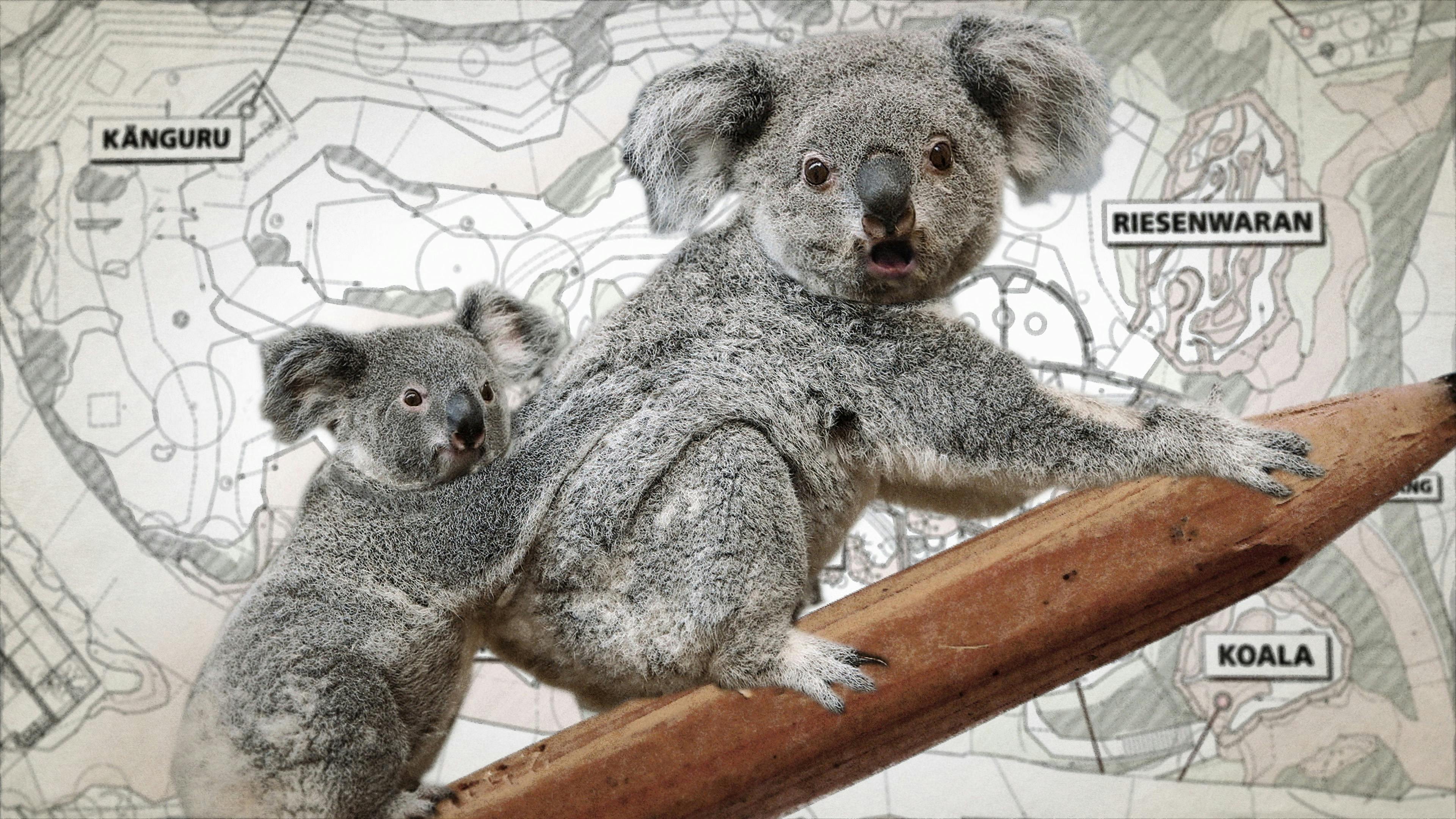 Koala braucht Baum Still